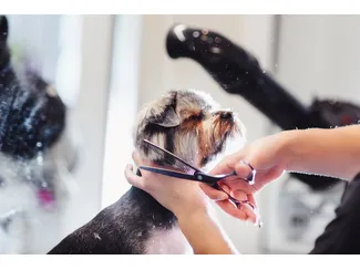 Скидка 20% на корм Purina Pro Plan 10 кг для кошек