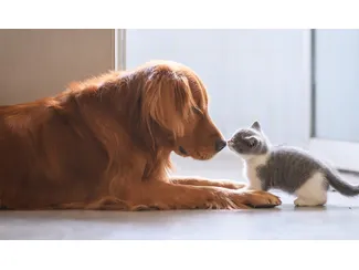 Скидка 30% на корма Purina Pro Plan для кошек!