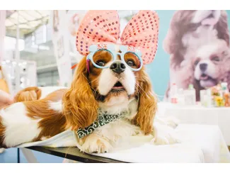Скидка 0%  по промокоду в интернет-магазине  Petshop