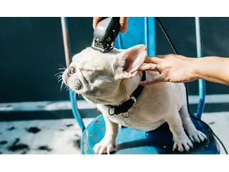 Скидка 15%  по промокоду в интернет-магазине  Petshop