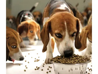 Скидка до 30% на Purina Pro Plan для кошек и собак!