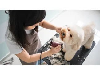Скидка 10%  по промокоду в интернет-магазине  Petshop