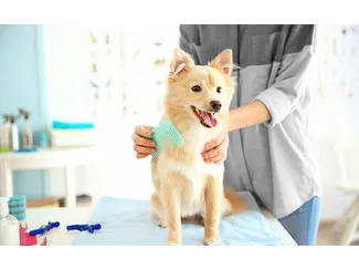 Скидка 10%  по промокоду в интернет-магазине  Petshop