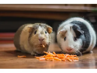Скидка 0%  по промокоду в интернет-магазине  Petshop